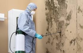 Best Attic Mold Removal  in Kotlik, AK